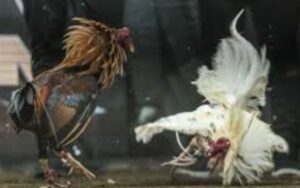 BOM88 đã đầu tư mạnh mẽ vào công nghệ truyền hình trực tiếp (live streaming) với độ nét cao