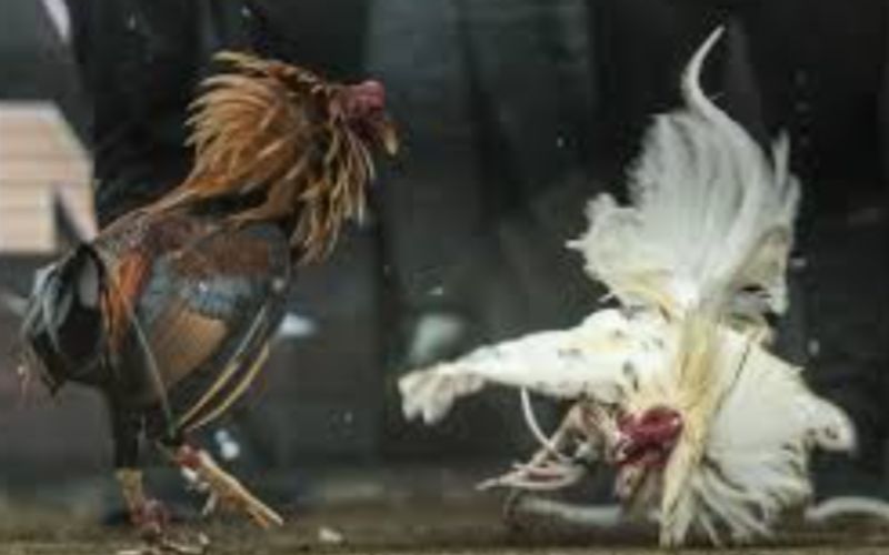 BOM88 đã đầu tư mạnh mẽ vào công nghệ truyền hình trực tiếp (live streaming) với độ nét cao